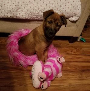 Meet your Posher, Renee